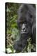 Africa, Rwanda, Volcanoes National Park. Portrait of a silverback mountain gorilla.-Ellen Goff-Premier Image Canvas