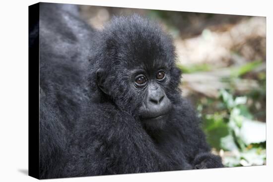 Africa, Rwanda, Volcanoes National Park. Portrait of a young mountain gorilla.-Ellen Goff-Premier Image Canvas