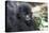 Africa, Rwanda, Volcanoes National Park. Portrait of a young mountain gorilla.-Ellen Goff-Premier Image Canvas