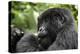 Africa, Rwanda, Volcanoes National Park. Young female mountain gorilla eating wild celery.-Ellen Goff-Premier Image Canvas