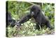 Africa, Rwanda, Volcanoes National Park. Young mountain gorilla holding its mother's hand.-Ellen Goff-Premier Image Canvas