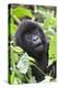 Africa, Rwanda, Volcanoes National Park. Young mountain gorilla portrait.-Ellen Goff-Premier Image Canvas