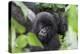 Africa, Rwanda, Volcanoes National Park. Young mountain gorilla portrait.-Ellen Goff-Premier Image Canvas