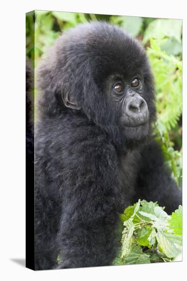 Africa, Rwanda, Volcanoes National Park. Young mountain gorilla portrait.-Ellen Goff-Premier Image Canvas