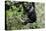 Africa, Rwanda, Volcanoes National Park. Young mountain gorilla swinging from a branch.-Ellen Goff-Premier Image Canvas