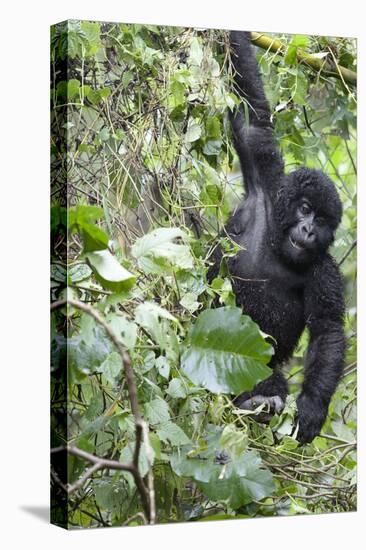 Africa, Rwanda, Volcanoes National Park. Young mountain gorilla swinging from a branch.-Ellen Goff-Premier Image Canvas