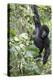 Africa, Rwanda, Volcanoes National Park. Young mountain gorilla swinging from a branch.-Ellen Goff-Premier Image Canvas