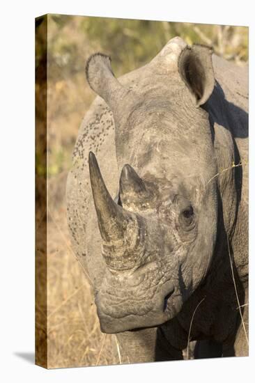 Africa, South Africa. Close-Up of Rhinoceros-Jaynes Gallery-Premier Image Canvas