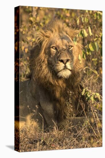 Africa, South Africa. Male Lion Resting-Jaynes Gallery-Premier Image Canvas