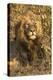 Africa, South Africa. Male Lion Resting-Jaynes Gallery-Premier Image Canvas