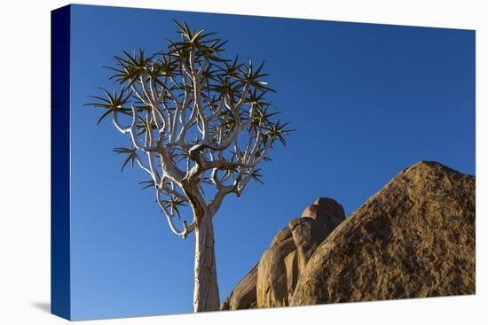 Africa, South Africa, Richtersveld National Park. Quiver Tree and Boulder-Jaynes Gallery-Premier Image Canvas