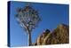 Africa, South Africa, Richtersveld National Park. Quiver Tree and Boulder-Jaynes Gallery-Premier Image Canvas