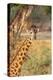 Africa, Tanzania. A giraffe stands under a large tree.-Ellen Goff-Premier Image Canvas