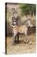 Africa, Tanzania. A very young zebra foal stands with its mother.-Ellen Goff-Premier Image Canvas