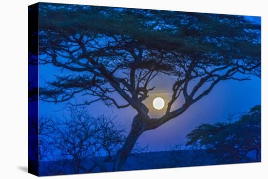 Africa, Tanzania, acacia tree and moon-Lee Klopfer-Premier Image Canvas