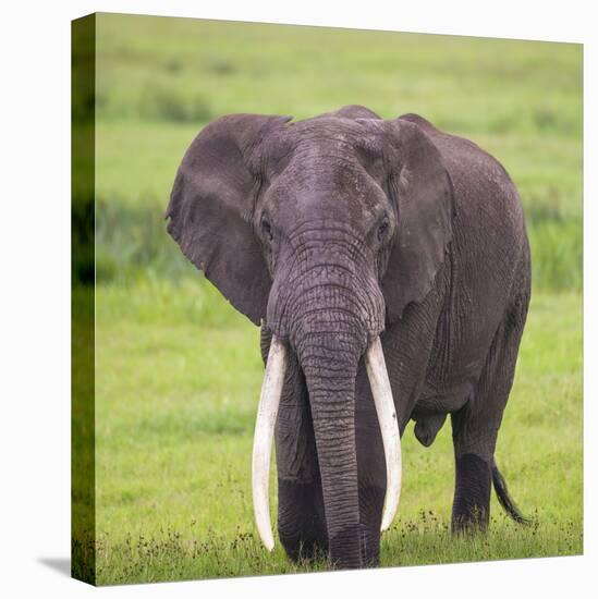 Africa. Tanzania. African elephant at the crater in the Ngorongoro Conservation Area.-Ralph H. Bendjebar-Premier Image Canvas