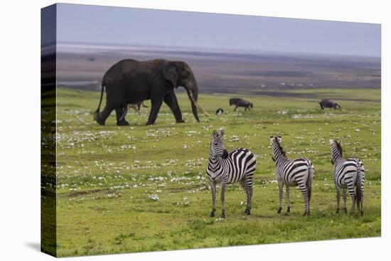 Africa. Tanzania. African elephant at the crater in the Ngorongoro Conservation Area.-Ralph H. Bendjebar-Premier Image Canvas