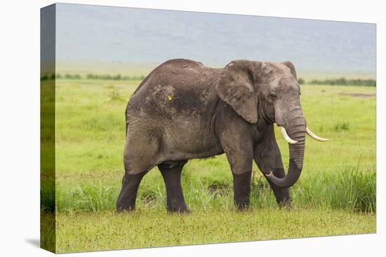 Africa. Tanzania. African elephant at the crater in the Ngorongoro Conservation Area.-Ralph H. Bendjebar-Premier Image Canvas