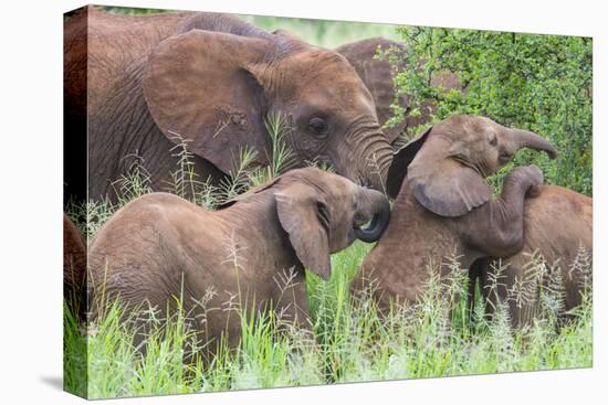 Africa. Tanzania. African elephants at Tarangire National Park,-Ralph H. Bendjebar-Premier Image Canvas