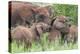 Africa. Tanzania. African elephants at Tarangire National Park,-Ralph H. Bendjebar-Premier Image Canvas