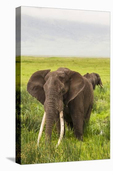 Africa. Tanzania. African elephants at the crater in the Ngorongoro Conservation Area.-Ralph H. Bendjebar-Premier Image Canvas