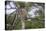 Africa. Tanzania. African leopard descending a tree, Serengeti National Park.-Ralph H. Bendjebar-Premier Image Canvas