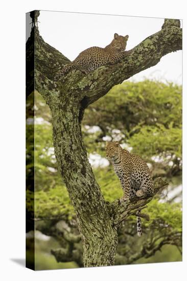 Africa. Tanzania. African leopard mother and cub in a tree, Serengeti National Park.-Ralph H. Bendjebar-Premier Image Canvas