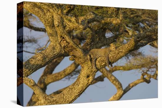 Africa. Tanzania. African leopard napping in a tree, Serengeti National Park.-Ralph H. Bendjebar-Premier Image Canvas