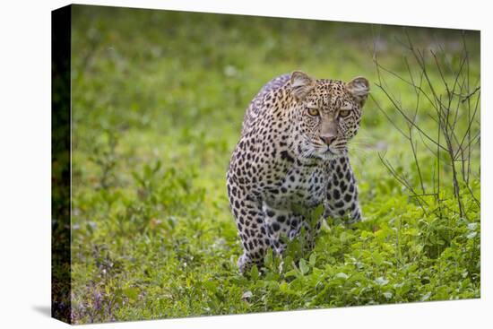 Africa. Tanzania. African leopard stalking prey, Serengeti National Park.-Ralph H. Bendjebar-Premier Image Canvas