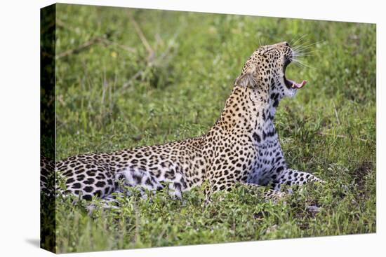 Africa. Tanzania. African leopard yawning, Serengeti National Park.-Ralph H. Bendjebar-Premier Image Canvas
