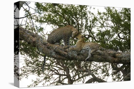 Africa. Tanzania. African leopards in a tree, Serengeti National Park.-Ralph H. Bendjebar-Premier Image Canvas