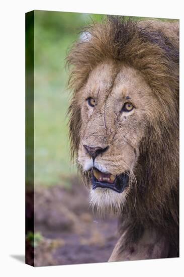 Africa. Tanzania. African Lion at Ngorongoro crater in the Ngorongoro Conservation Area.-Ralph H. Bendjebar-Premier Image Canvas