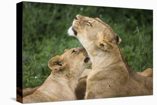 Africa. Tanzania. African lions at Ndutu, Serengeti National Park.-Ralph H. Bendjebar-Premier Image Canvas