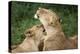 Africa. Tanzania. African lions at Ndutu, Serengeti National Park.-Ralph H. Bendjebar-Premier Image Canvas