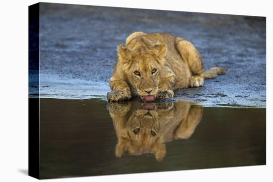 Africa. Tanzania. African lions at Ndutu, Serengeti National Park.-Ralph H. Bendjebar-Premier Image Canvas