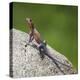 Africa. Tanzania. Agama lizard, Serengeti National Park.-Ralph H. Bendjebar-Premier Image Canvas