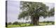 Africa. Tanzania. Baobab tree in Tarangire National Park.-Ralph H. Bendjebar-Premier Image Canvas