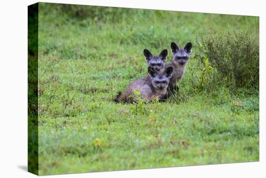 Africa. Tanzania. Bat-eared fox, Otocyon megalotis, at Serengeti National Park.-Ralph H. Bendjebar-Premier Image Canvas