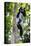 Africa. Tanzania. Black and White Colobus at Arusha National Park.-Ralph H. Bendjebar-Premier Image Canvas