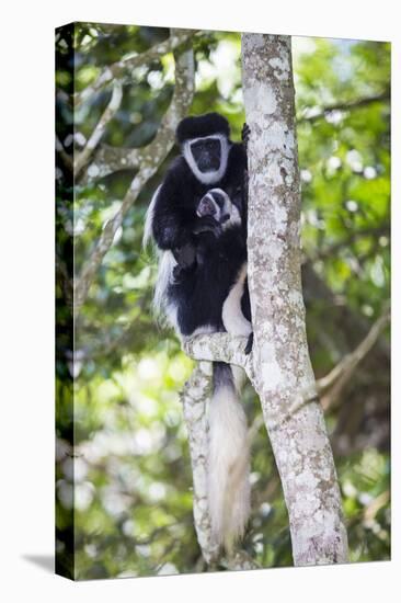 Africa. Tanzania. Black and White Colobus at Arusha National Park.-Ralph H. Bendjebar-Premier Image Canvas