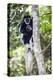 Africa. Tanzania. Black and White Colobus at Arusha National Park.-Ralph H. Bendjebar-Premier Image Canvas