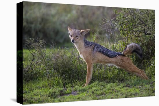 Africa. Tanzania. Black-backed jackal stretches after a nap, Serengeti National Park.-Ralph H. Bendjebar-Premier Image Canvas