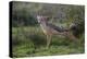 Africa. Tanzania. Black-backed jackal stretches after a nap, Serengeti National Park.-Ralph H. Bendjebar-Premier Image Canvas