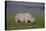 Africa. Tanzania. Black rhinoceros at Ngorongoro crater.-Ralph H. Bendjebar-Premier Image Canvas