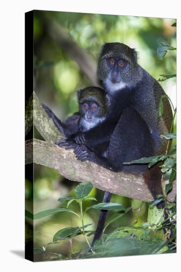 Africa. Tanzania. Blue Monkey female with baby at Arusha National Park.-Ralph H. Bendjebar-Premier Image Canvas