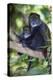 Africa. Tanzania. Blue Monkey female with baby at Arusha National Park.-Ralph H. Bendjebar-Premier Image Canvas