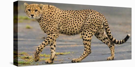 Africa. Tanzania. Cheetah at Ndutu, Serengeti National Park.-Ralph H. Bendjebar-Premier Image Canvas