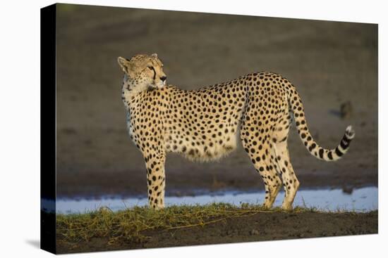 Africa. Tanzania. Cheetah at Ndutu, Serengeti National Park.-Ralph H. Bendjebar-Premier Image Canvas