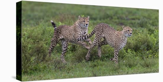 Africa. Tanzania. Cheetah hunting on the plains of the Serengeti, Serengeti National Park.-Ralph H. Bendjebar-Premier Image Canvas