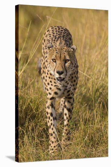 Africa. Tanzania. Cheetah hunting on the plains of the Serengeti, Serengeti National Park.-Ralph H. Bendjebar-Premier Image Canvas